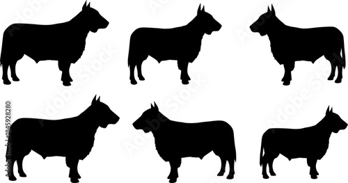  Aberdeen angus silhouettes, Aberdeen angus silhouette