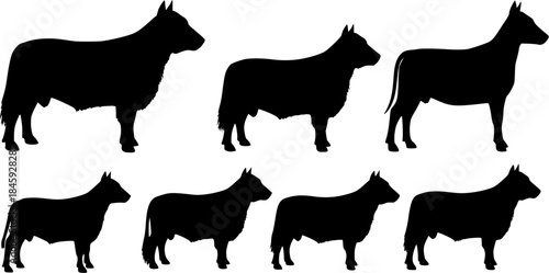  Aberdeen angus silhouettes, Aberdeen angus silhouette