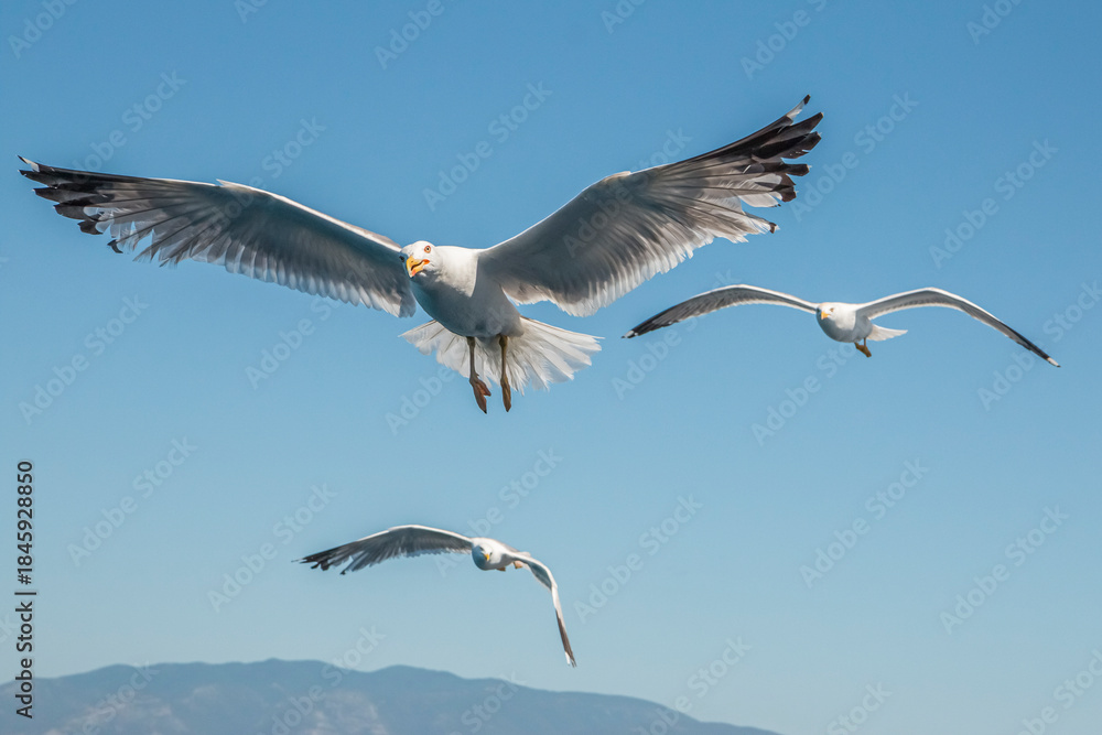 Fototapeta premium Seagull in flight over the sea in Greece.