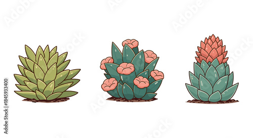 Three stylized succulent plants in a row, isolated on white background