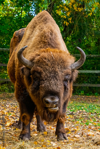 European bison in Autumn