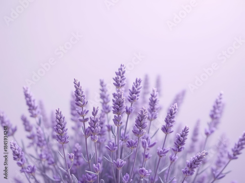 Lavender flowers in soft purple hues create calming atmosphere
