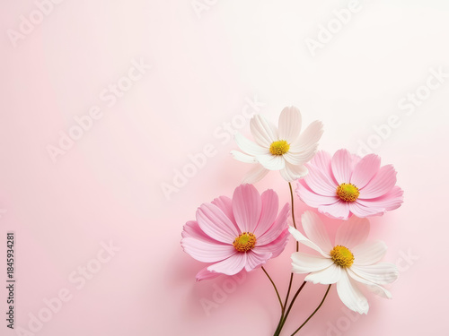 Beautiful pink and white flowers on soft pink background