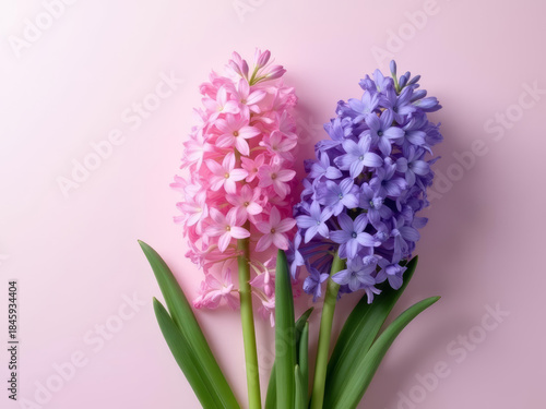 Beautiful pink and purple hyacinth flowers with green leaves