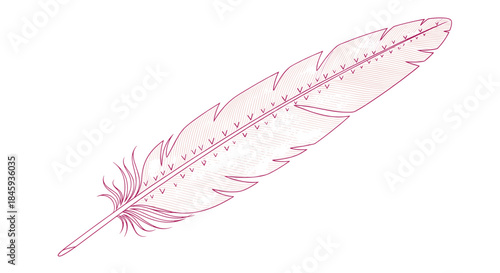 Elegant and detailed line art illustration of a single bird feather, rendered in a pinkish-red color with an engraved style.