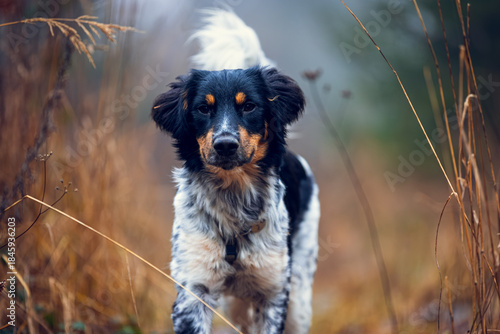 Czech Spotted Dog walking on Forest Trail in Autumn, portrait