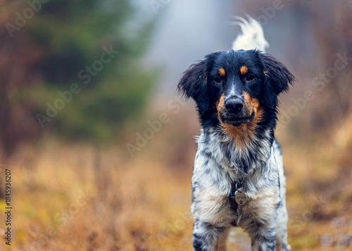 Czech Spotted Dog walking on Forest Trail in Autumn, portrait