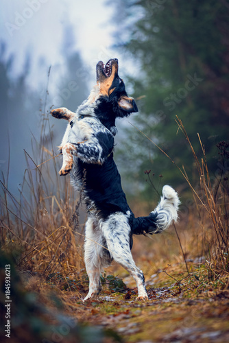 Czech Spotted Dog during jump on Forest Trail in Autumn