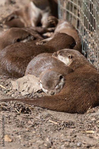 A group of Asian small clawed otters (amblonyx cinerea) relaxing on the ground