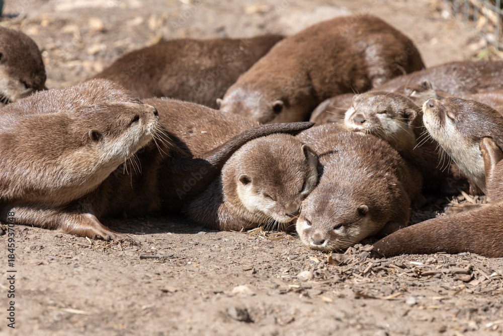 Obraz premium A group of Asian small clawed otters (amblonyx cinerea) relaxing on the ground