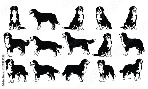 A collection of 15 black and white illustrations of a large dog breed in various poses