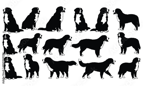 Bernese mountain dog silhouette collection showing different poses