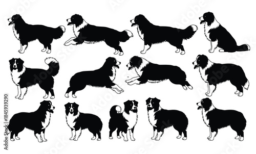Set of border collie dog silhouettes showing different poses and movements