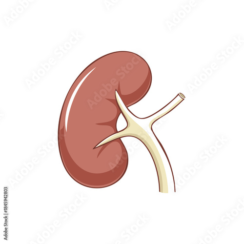 Human Kidney Anatomy Medical Illustration Organ Renal System Biology Study