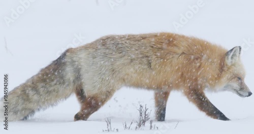 Red Fox walking and Hunting in deep snow in Yellowstone National Park