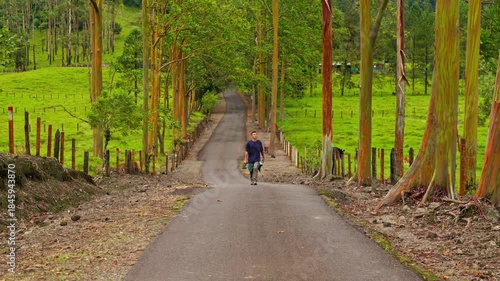 Man walking down a scenic country road lined with tall Rainbow Eucalyptus trees in Costa Rica