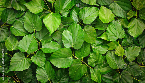 Mulberry Leaves As A Green Nature Background For Design Work