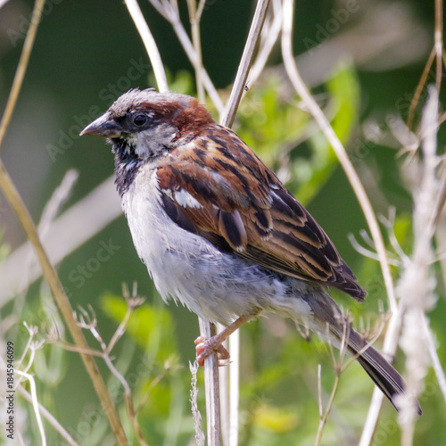 Once very common, but now reducing in numbers. A house sparrow.