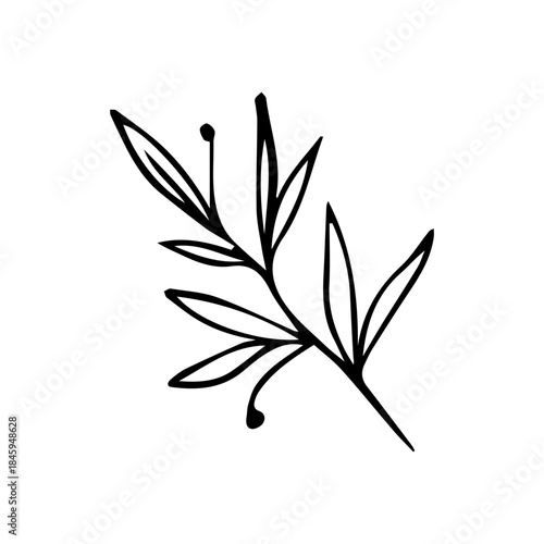 Hand Drawn Floral Sprig with Berries. Minimalist Vector Branch Line Art Element