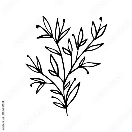 Hand Drawn Floral Sprig with Berries. Minimalist Vector Branch Line Art Element