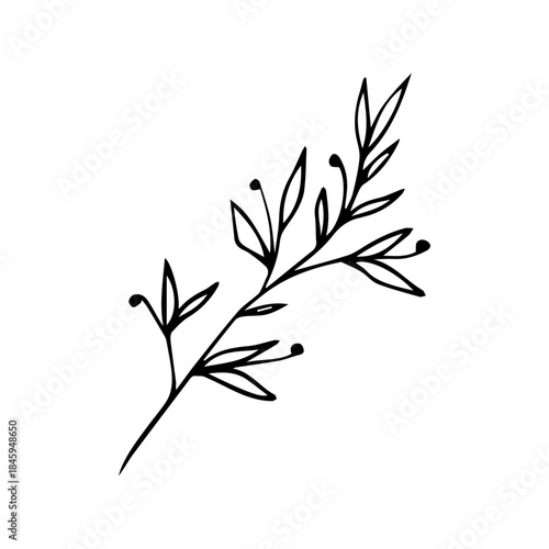 Hand Drawn Floral Sprig with Berries. Minimalist Vector Branch Line Art Element