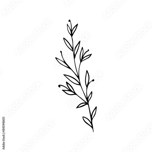 Hand Drawn Floral Sprig with Berries. Minimalist Vector Branch Line Art Element