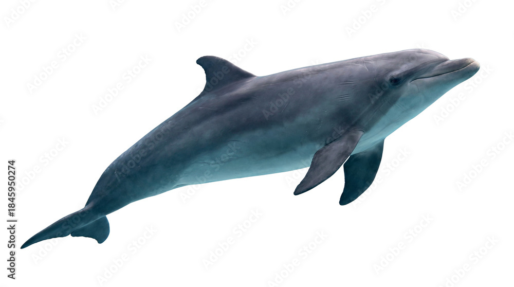 Fototapeta premium A dolphin swimming isolated on white or transparent background.