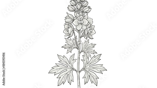Detailed Black and White Line Art Drawing of a Delphinium Flower Stalk Isolated on White Background