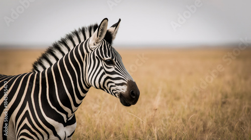 Wild Zebra in Natural Habitat