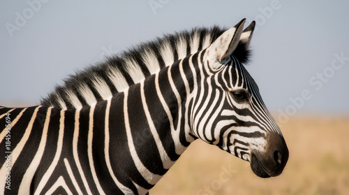 Wild Zebra in Natural Habitat