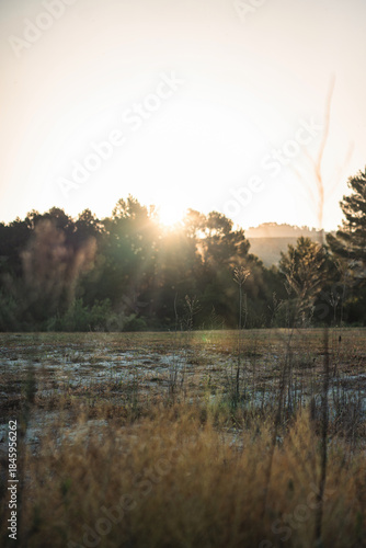 Peaceful sunrise in rural South Spain with golden light illuminating wild grass, trees, and open field, perfect for nature, travel, or relaxation themes and backgrounds.