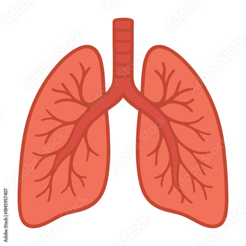 Lungs organ anatomy vector illustration