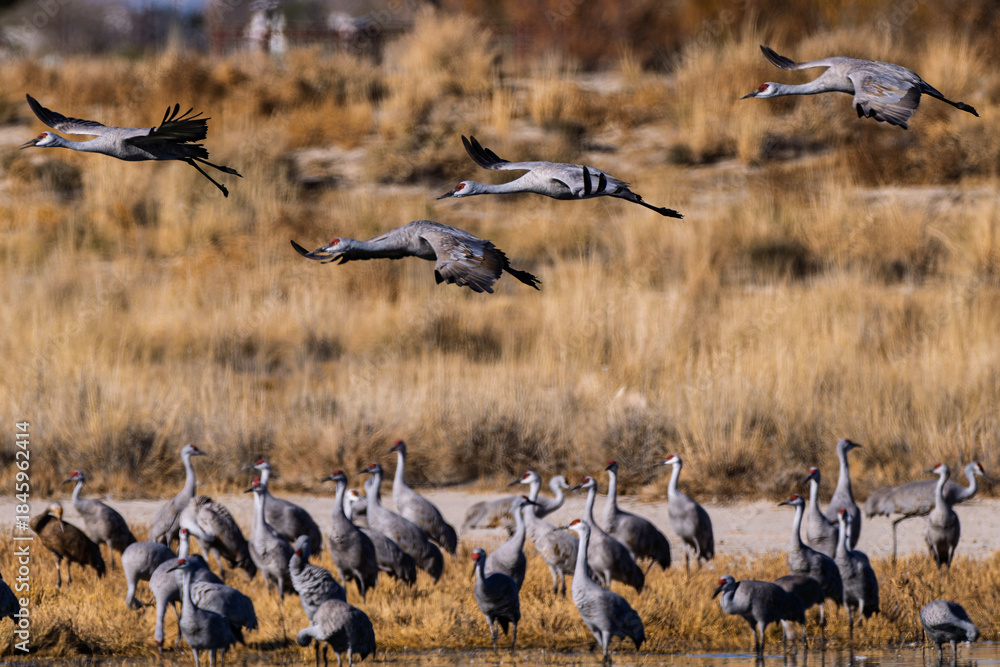 Obraz premium Sandhill cranes (antigone canadensis) taking flight at their winter home near Wilcox AZ