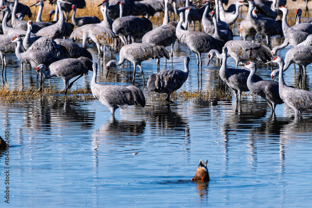 Obraz premium Sandhill cranes (antigone canadensis) taking flight at their winter home near Wilcox AZ