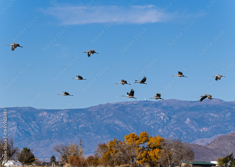Obraz premium Sandhill cranes (antigone canadensis) taking flight at their winter home near Wilcox AZ