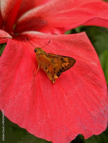 Skipper on Red Petal