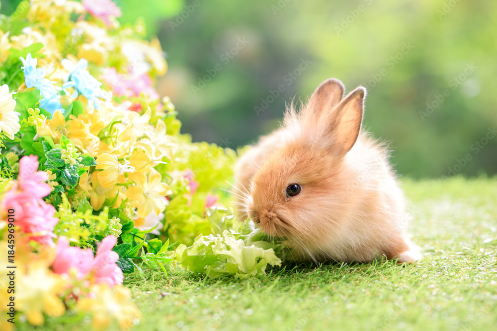 Fototapeta premium Bunny easter fluffy rabbit eating food, vegetables, carrots, baby corn on green garden nature flowers background on sunny day, Lovely mammal with bright eyes in nature life. Symbol of easter day.