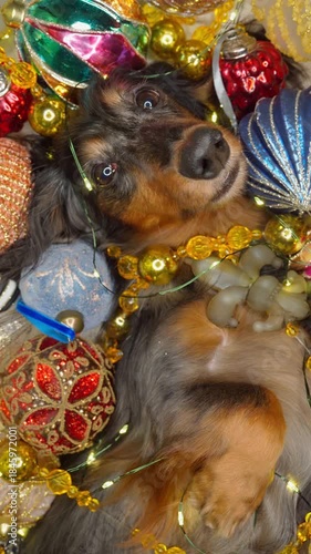 beautiful dachshund dog lies among the Christmas decorations, vertical video