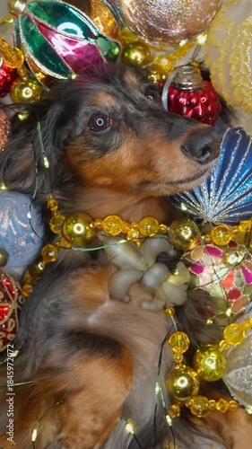 beautiful dachshund dog lies among the Christmas decorations, vertical video