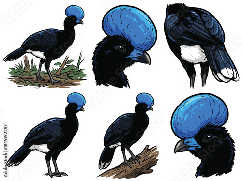 Andean Cock-of-the-rock bird illustration.