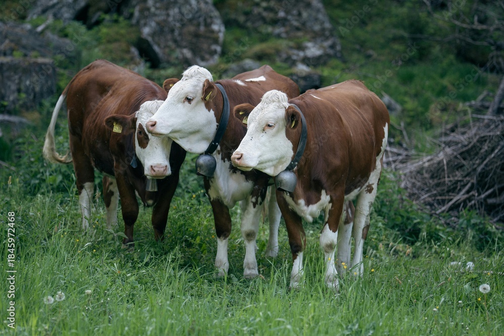 Obraz premium cows in a field