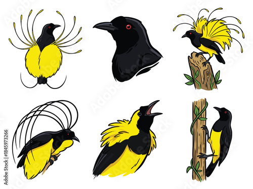 Birds of Paradise Collection.