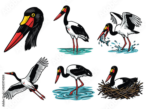 Black-necked stork in various poses, including close-up, fishing, flying, wading, and nesting.