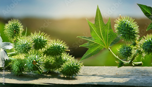 Ricinus Communis Plant Seeds Leaf Spiky Shells Agriculture Harvest