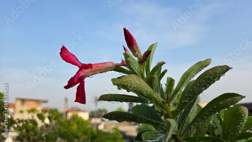 bird of paradise flower