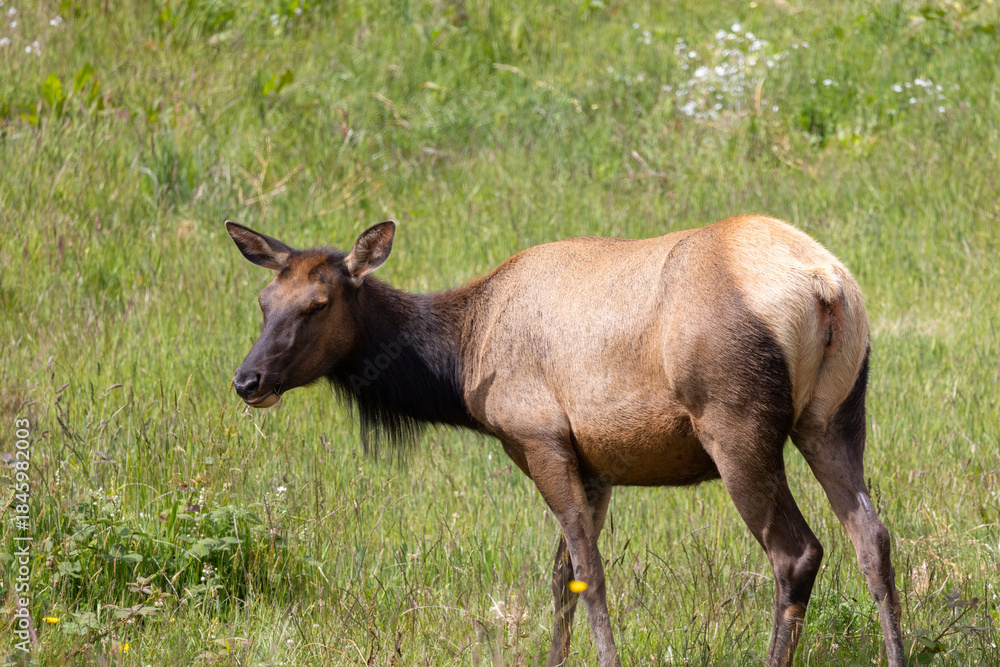 Fototapeta premium Roosevelt elk in Crescent City CA