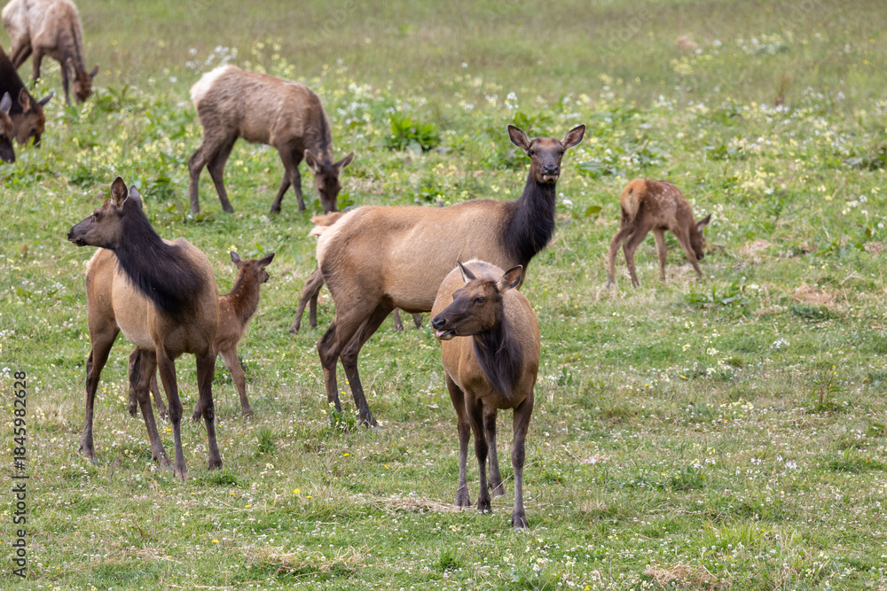 Obraz premium Roosevelt elk in Crescent City CA