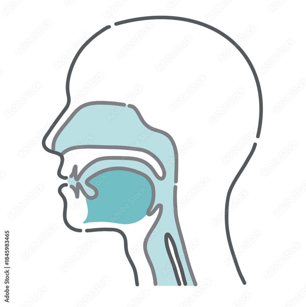 Fototapeta premium 人体の頭部と喉の断面図イラスト（解剖学ベース素材）