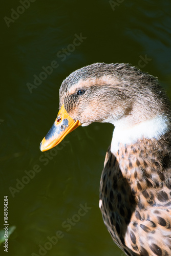 female mallard duck