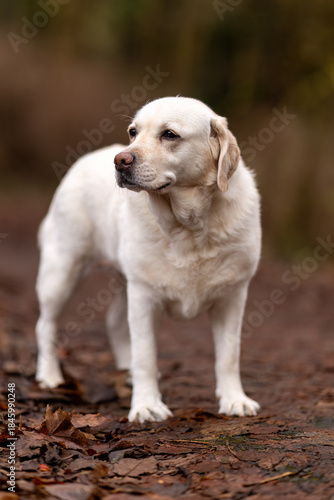 golden retriever puppy